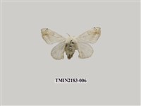 藏品(黑點白蠶蛾)的圖片